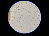 Pholiota subsulphurea image