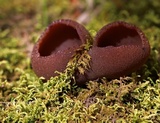 Peziza phyllogena image