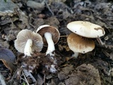 Hebeloma crustuliniforme image