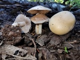 Hebeloma crustuliniforme image