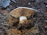 Hebeloma crustuliniforme image