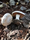 Hebeloma crustuliniforme image
