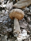 Leccinum duriusculum image