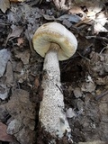 Leccinum duriusculum image