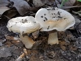 Hebeloma crustuliniforme image