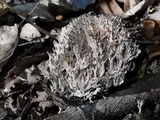 Clavulina coralloides image