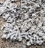 Physcia phaea image