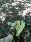 Sebacina schweinitzii image