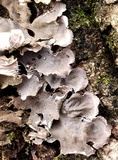 Peltigera praetextata image