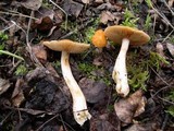 Cortinarius vibratilis image