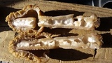 Verpa bohemica image