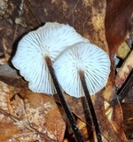 Rhizomarasmius pyrrhocephalus image