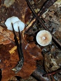 Rhizomarasmius pyrrhocephalus image