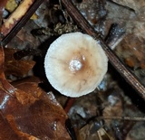 Rhizomarasmius pyrrhocephalus image