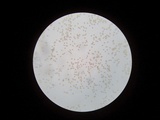 Kuehneromyces marginellus image