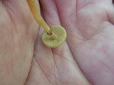 Kuehneromyces marginellus image