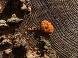 Naematelia aurantia image