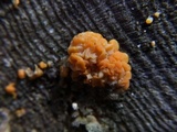 Naematelia aurantia image