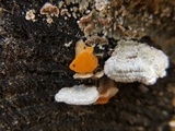 Naematelia aurantia image