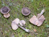 Entoloma sericeum image