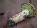 Boletus subglabripes image