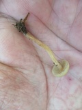 Kuehneromyces marginellus image