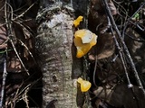 Naematelia aurantia image