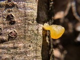 Naematelia aurantia image