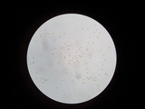 Kuehneromyces marginellus image