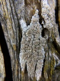 Lecanora caesiorubella image