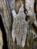 Lecanora caesiorubella image