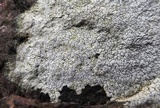 Aspicilia laevata image
