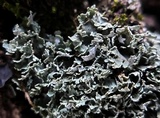 Cladonia petrophila image
