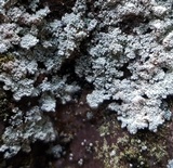 Rhymbocarpus neglectus image