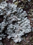 Rhymbocarpus neglectus image