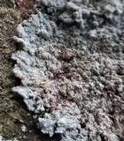 Rhymbocarpus neglectus image