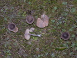Entoloma sericeum image