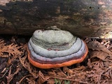 Fomitopsis mounceae image