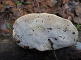 Fomitopsis mounceae image