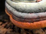 Fomitopsis mounceae image