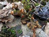 Peltigera praetextata image