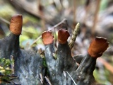 Peltigera praetextata image