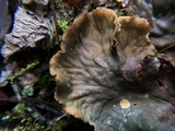 Peltigera praetextata image
