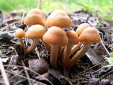 Kuehneromyces mutabilis image