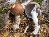 Stropharia hornemannii image