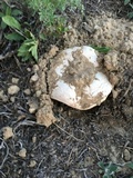 Agaricus bitorquis image