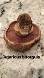 Agaricus bitorquis image