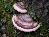 Fomitopsis ochracea image