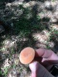 Lactifluus hygrophoroides image