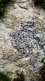 Porpidia albocaerulescens var. albocaerulescens image
